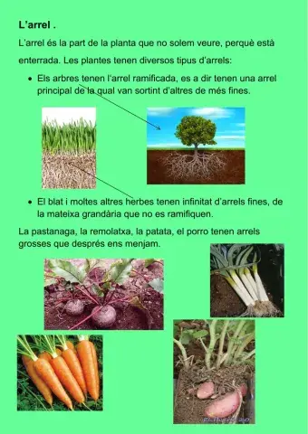 Parts de la planta: l'arrel.