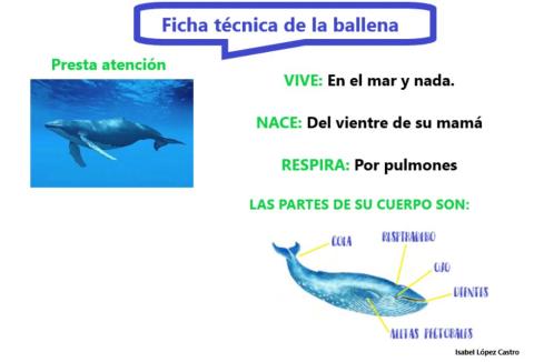 La ballena