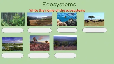 Namib Desert ecosystem