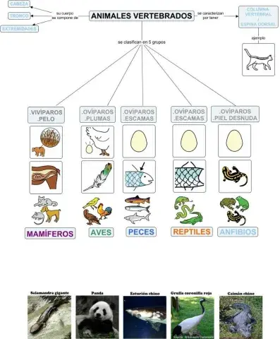 Clasifica animales chinos