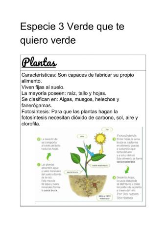 Especie 3 Plantas