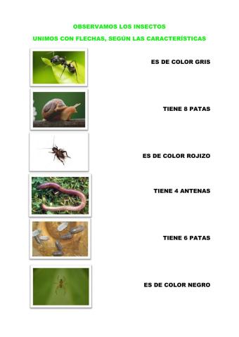 Características de los insectos