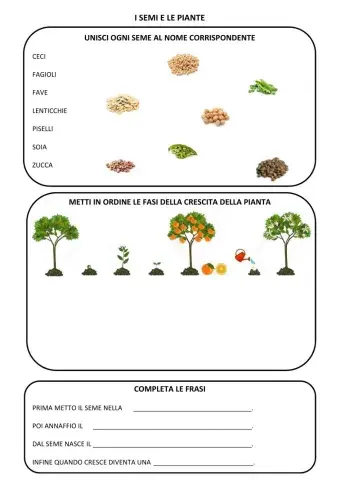 I semi e le piante