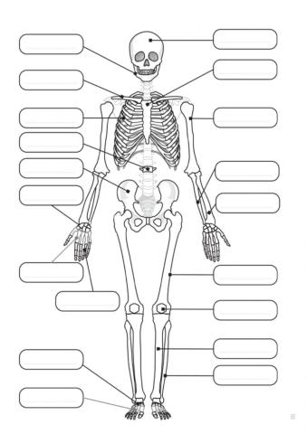 Partes del Esqueleto Humano