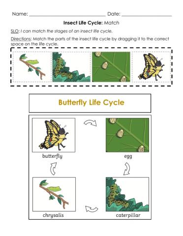 Insect Life Cycle: Match A