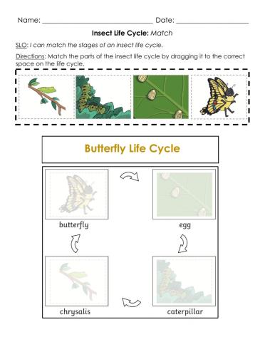 Insect Life Cycle: Match B