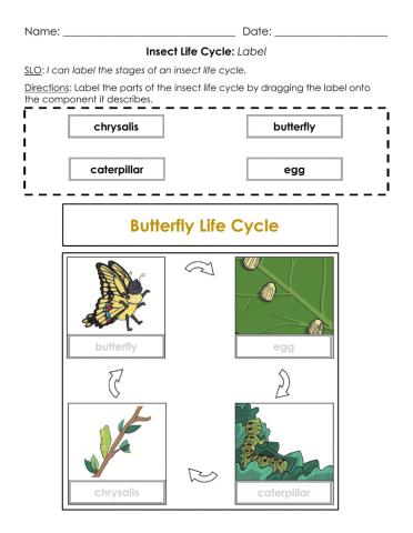 Insect Life Cycle: Label A