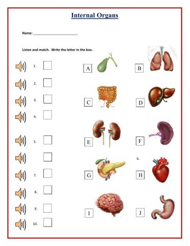 Interal Organs Listen and Match