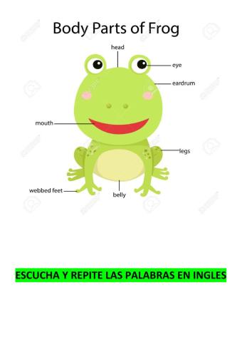 FROG Body Parts