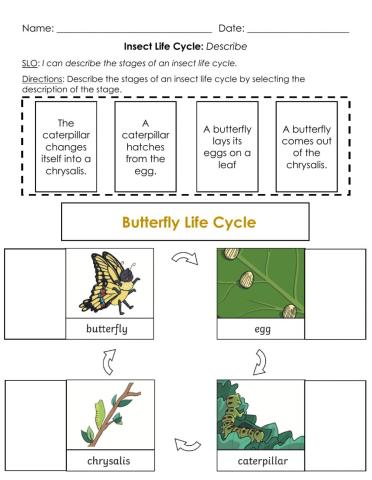 Insect Life Cycle: Describe B