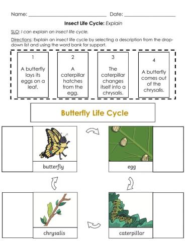 Insect Life Cycle: Explain A