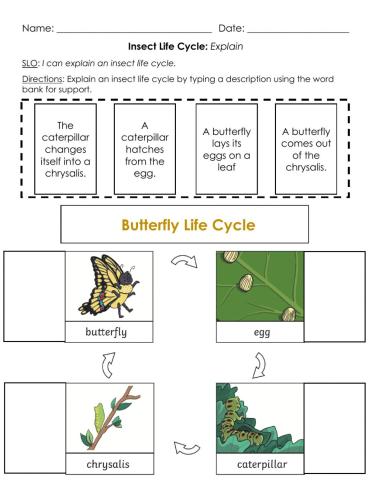 Insect Life Cycle: Explain B