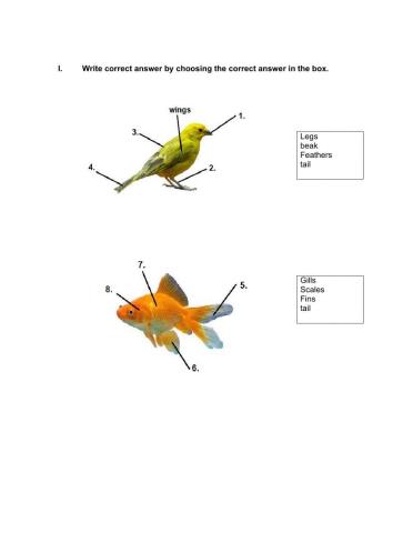 Unit 3: All about animals