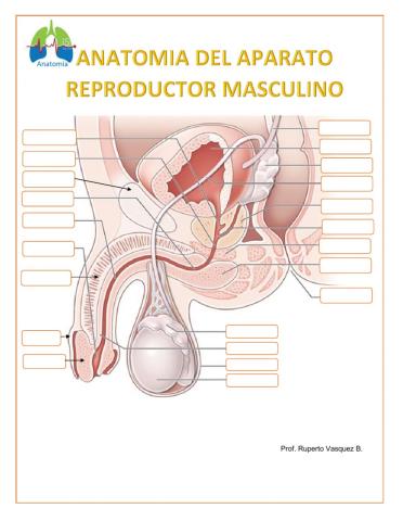 Anatomía del Aparato reproductor masculino