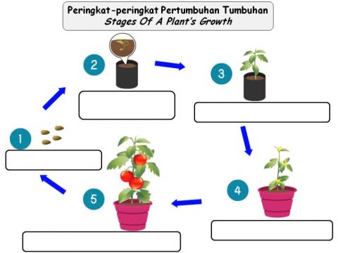 Stages Of A Plant’s Growth