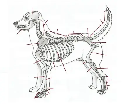 Fillable Canine Skeleton Worksheet