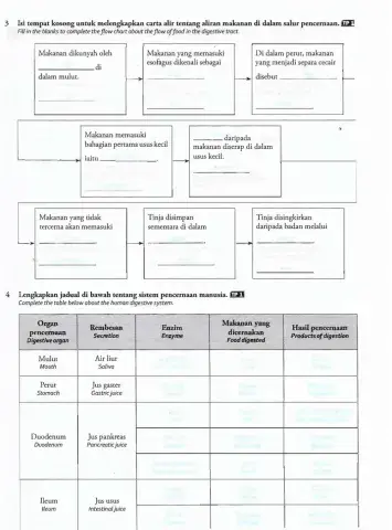 3.3. sistem pencernaan manusia 2