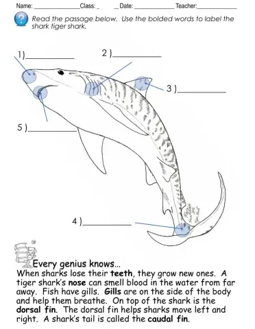 Tiger Sharks - Labeling