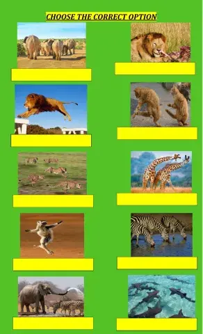 Animals- present continuous tense