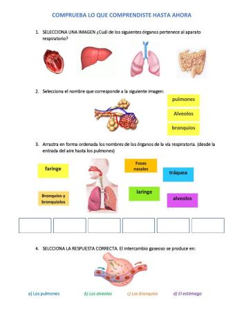 Aparato Respiratorio