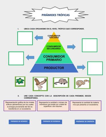Pirámides tróficas