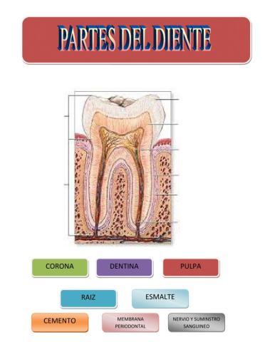 Partes del diente