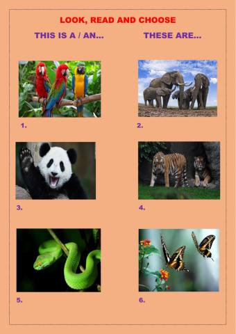 Look, read and choose