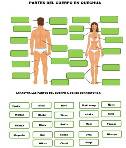 Partes del cuerpo humano en quechua