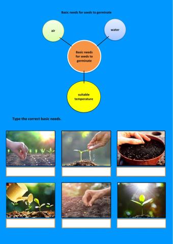 Basic needs for seeds to germinate