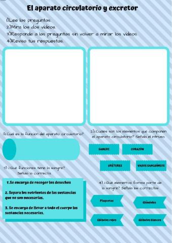 Aparato circulatorio y excretor.