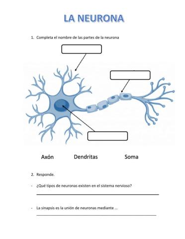 La neurona