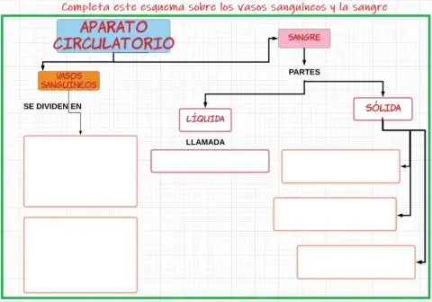 Esquema  sistema circulatorio