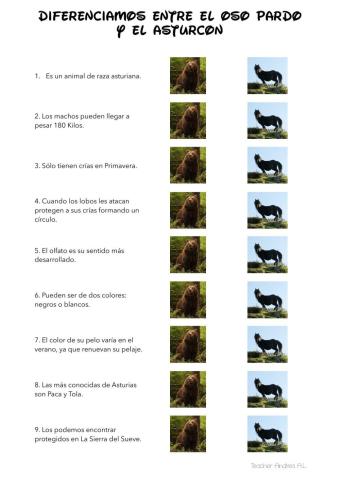 Asturcón u oso pardo