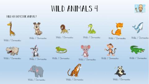 Wild Animals 1º- 4