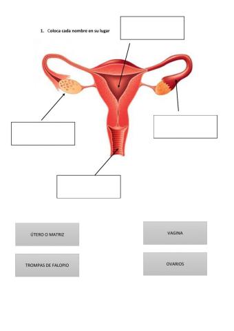 Ficha aparato reproductor femenino