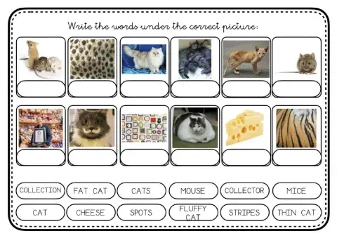 COLLECTING CATS - Vocabulary