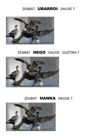 Zenbat  ubarroi  daude ?