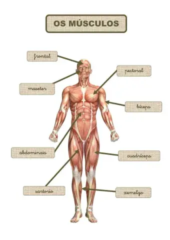 OS MÚSCULOS