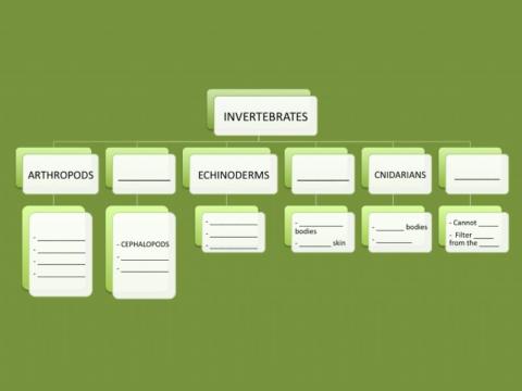 Unit 4 Invertebrates Complete Scheme