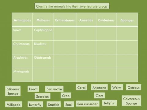 Unit 4 Invertebrates Classify