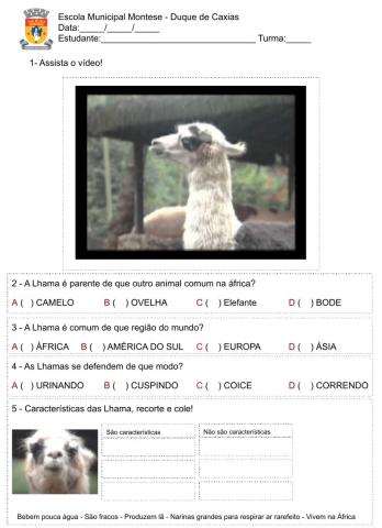 Lhama - Interpretação