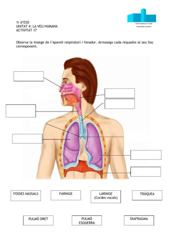 L'aparell respiratòri i fonador.