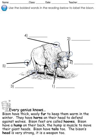 Read and Label a Bison