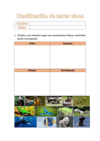 Clasificación de animales
