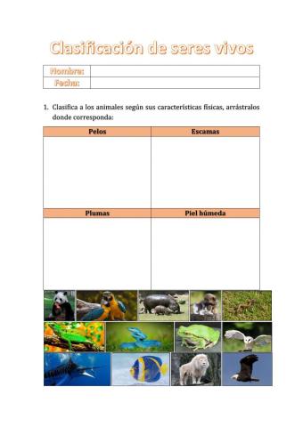 Clasificación de animales
