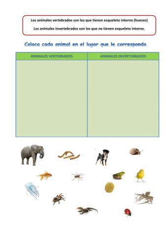 Vertebrados e invertebrados