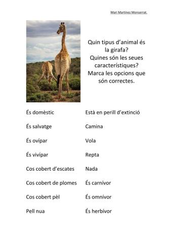 Característiques de les girafes