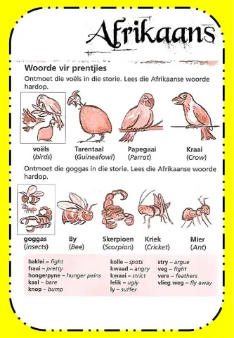 Week 16 - Friday - Afrikaans