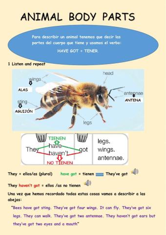 Animal body parts