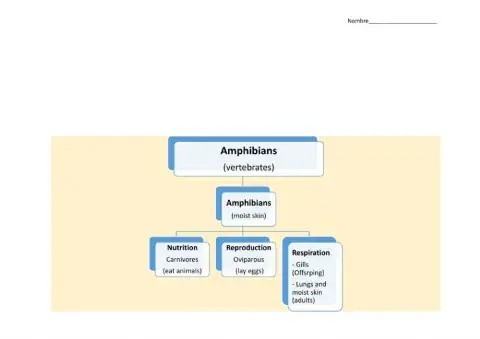 Unit 4 Amphibians Scheme